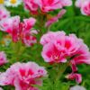 Godetia (Percala) - Imagen 4