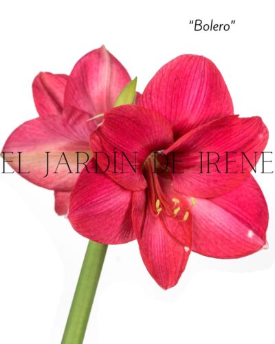 PREVENTA Amaryllis Clásica - Imagen 2