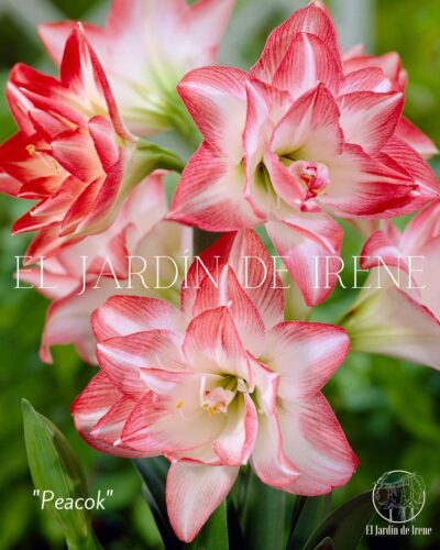 PREVENTA Amaryllis Exclusiva Doble - Imagen 3