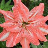 PREVENTA Amaryllis Exclusiva Doble