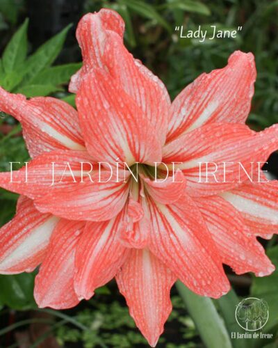 PREVENTA Amaryllis Exclusiva Doble