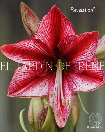 PREVENTA Amaryllis Clásica - Imagen 8