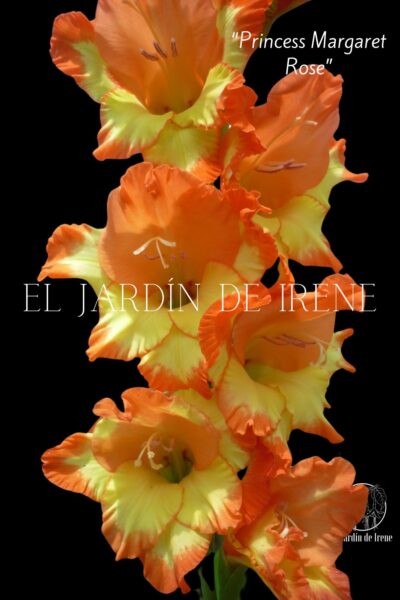 PREVENTA Bulbos de Gladiolos - Imagen 15