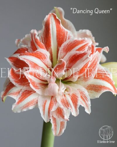 PREVENTA Amaryllis Exclusiva Doble - Imagen 8
