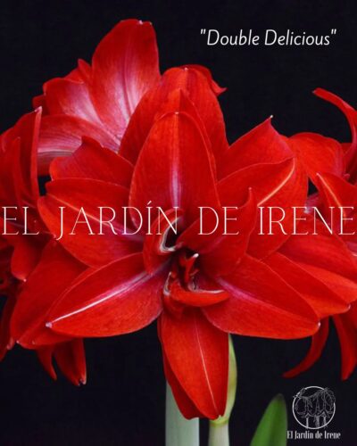 PREVENTA Amaryllis Exclusiva Doble - Imagen 9