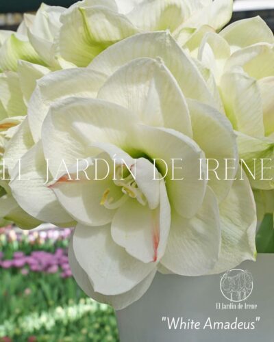 PREVENTA Amaryllis Exclusiva Doble - Imagen 10
