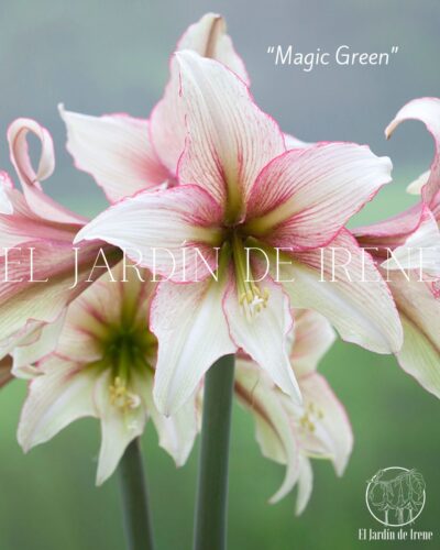 PREVENTA Amaryllis Colección 2025 - Imagen 8