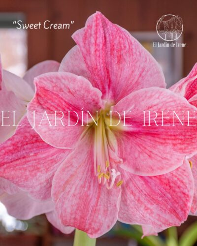PREVENTA Amaryllis Colección 2025 - Imagen 7