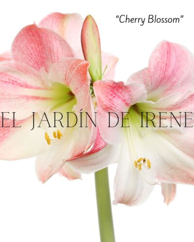 PREVENTA Amaryllis Clásica - Imagen 3