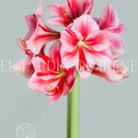 PREVENTA Bulbos De Amaryllis