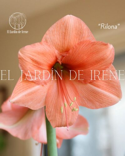 PREVENTA Amaryllis Colección 2025 - Imagen 5