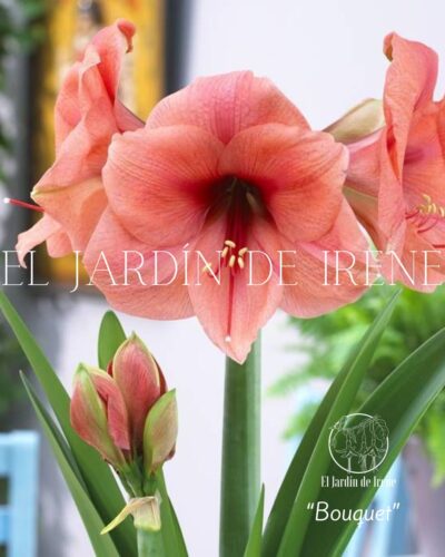 PREVENTA Amaryllis Colección 2025 - Imagen 4
