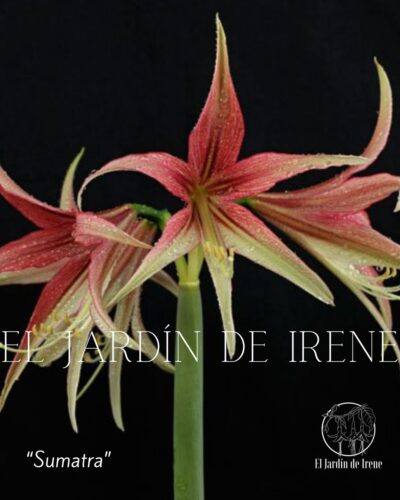 PREVENTA Amaryllis Colección 2025 - Imagen 3