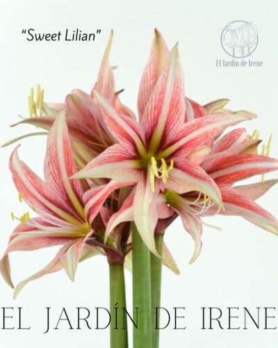 PREVENTA Amaryllis Colección 2025 - Imagen 2