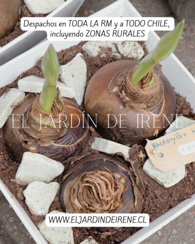 PREVENTA Amaryllis Colección 2025 - Imagen 10