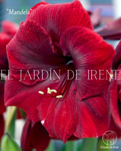 PREVENTA Amaryllis Clásica - Imagen 4
