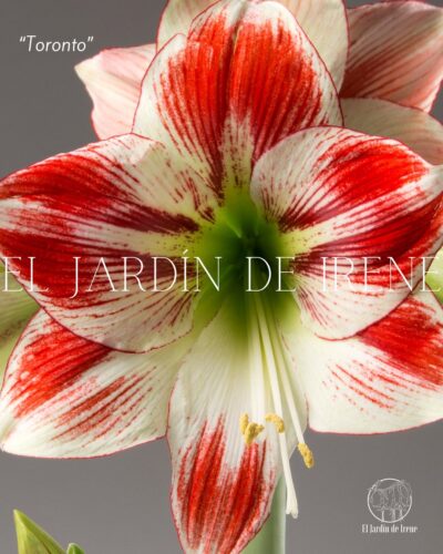 PREVENTA Amaryllis Clásica - Imagen 5