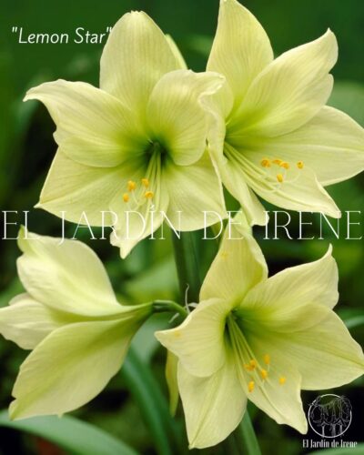 PREVENTA Amaryllis Clásica - Imagen 6