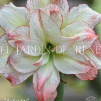 Amaryllis Exclusiva Doble