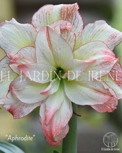 PREVENTA Amaryllis Exclusiva Doble - Imagen 2