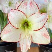 PREVENTA Amaryllis Clásica