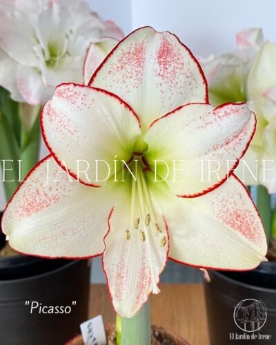 PREVENTA Amaryllis Clásica