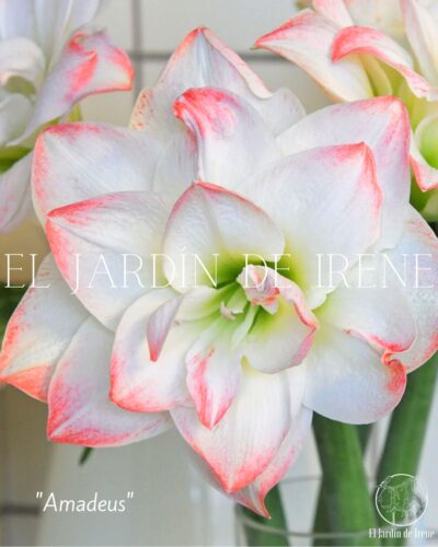 PREVENTA Amaryllis Exclusiva Doble - Imagen 7
