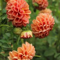 Bulbos de Dalias