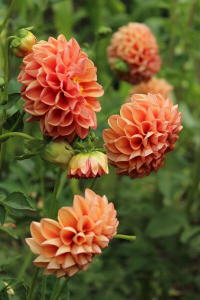 Bulbos de Dalias