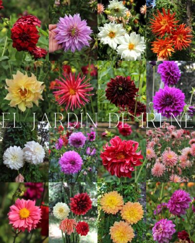 Bulbos de Dalias - Imagen 2