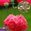 Amapola Doble