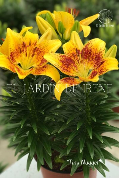 Bulbos de Lilium POT (Maceta) - Imagen 8