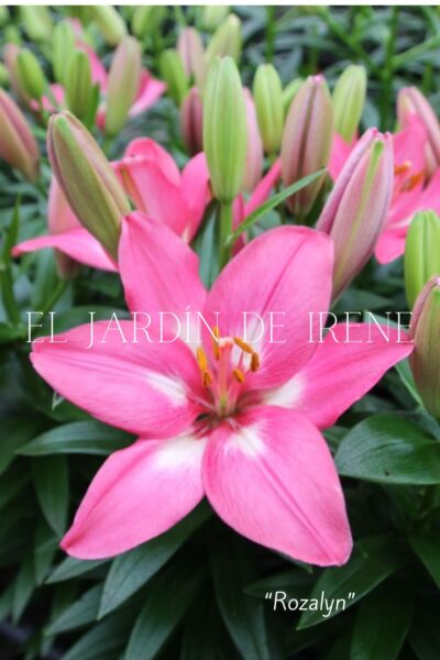 Bulbos de Lilium POT (Maceta) - Imagen 9