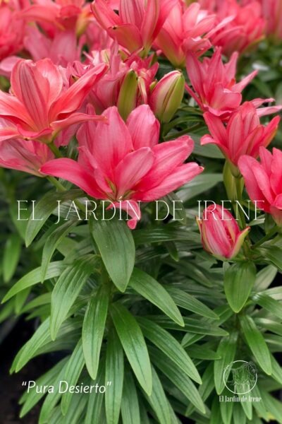 Bulbos de Lilium POT (Maceta) - Imagen 6