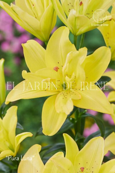 Bulbos de Lilium POT (Maceta) - Imagen 2
