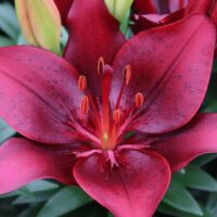 Bulbos de Lilium POT (Maceta)