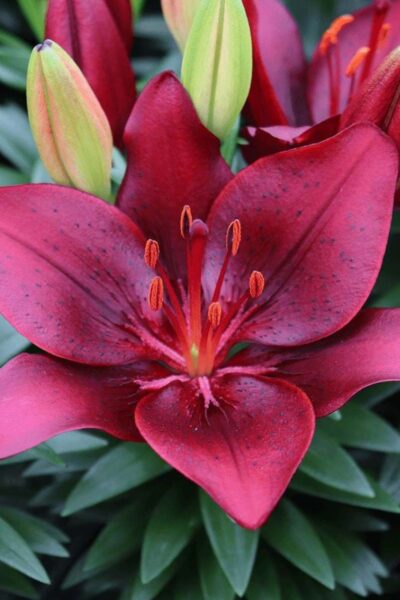 Bulbos de Lilium POT (Maceta)