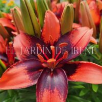 Bulbos de Lilium POT (Maceta)