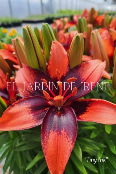 Bulbos de Lilium POT (Maceta) - Imagen 10