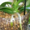 Maceta Orquídeas Orchitop - Imagen 13