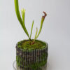 Maceta Orquídeas Orchitop - Imagen 12