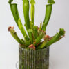 Maceta Orquídeas Orchitop - Imagen 11