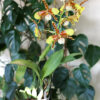 Maceta Orquídeas Orchitop - Imagen 17