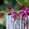 Maceta Orquídeas Orchitop - Imagen 8