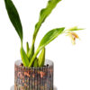 Maceta Orquídeas Orchitop - Imagen 16