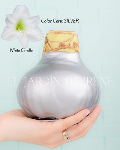 PREVENTA Amaryllis Wax - Imagen 6