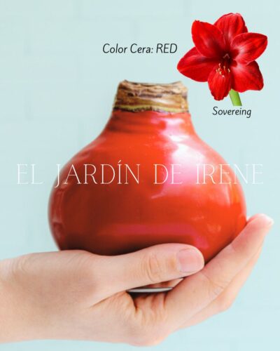 PREVENTA Amaryllis Wax - Imagen 5