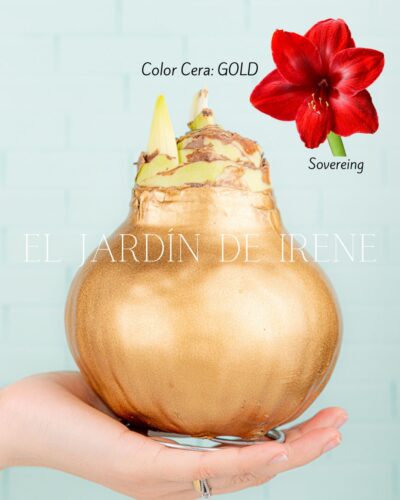 PREVENTA Amaryllis Wax - Imagen 4