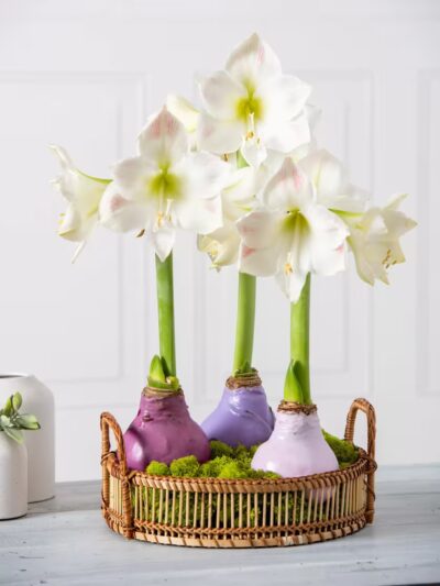 PREVENTA Amaryllis Wax - Imagen 10
