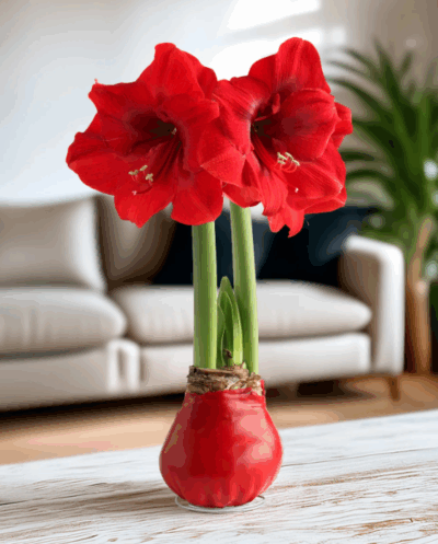 PREVENTA Amaryllis Wax